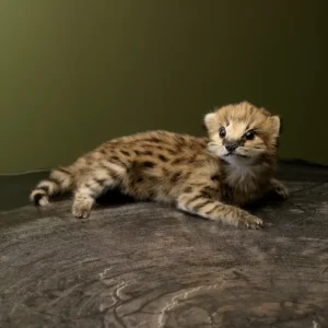 Buy a Lifelike Serval Kitten Mount