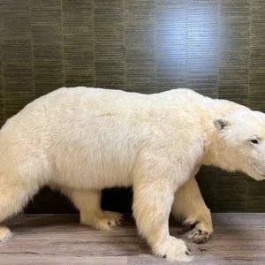 Exquisite Polar Bear Taxidermy for Sale